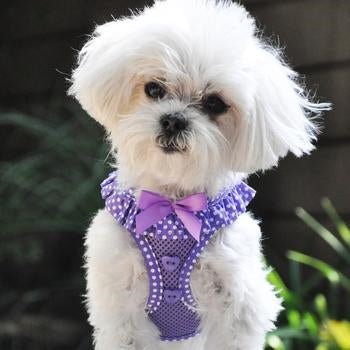 American River Choke-Free Dog Harness: Paisley Purple Polka Dot Design for Small Breeds