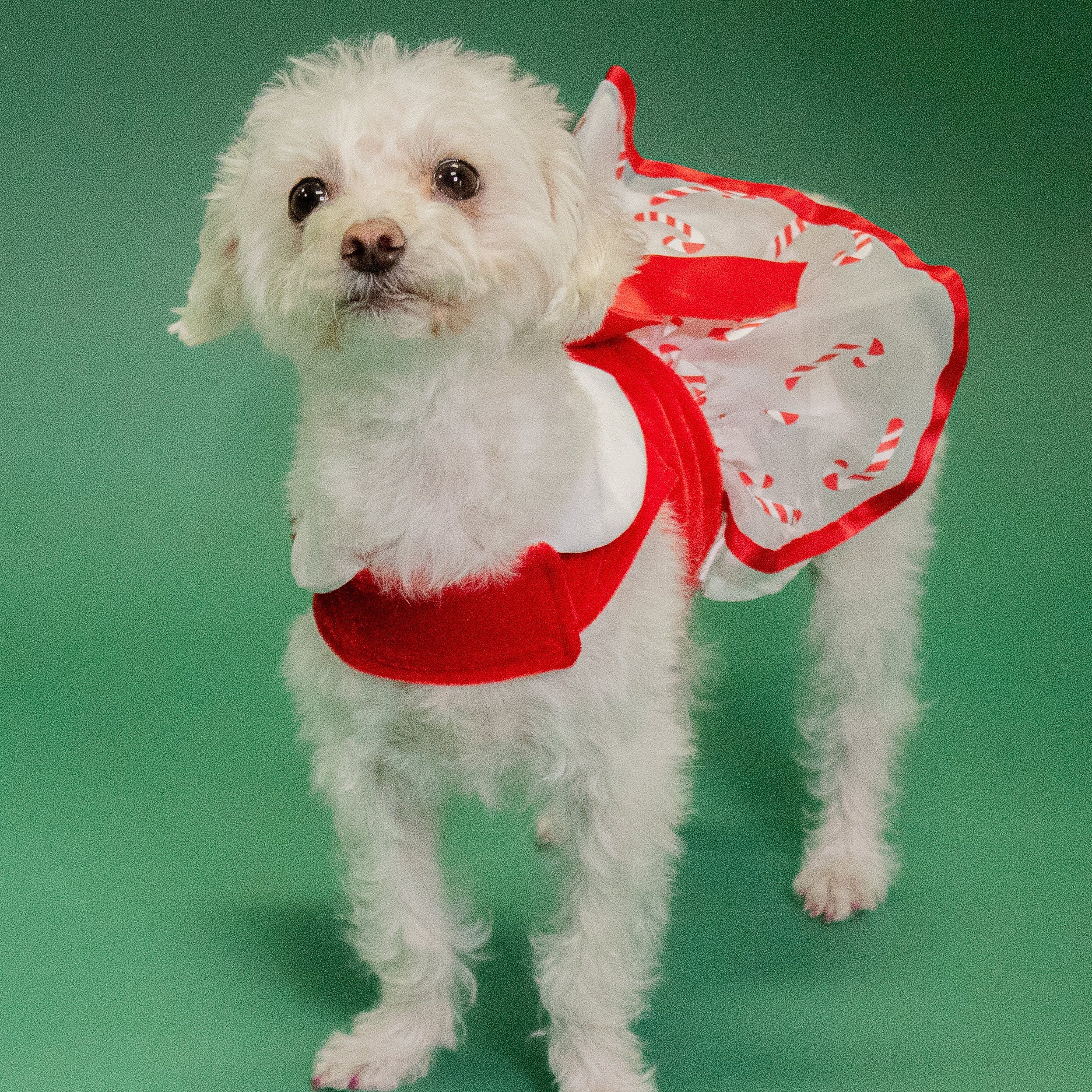 Festive Candy Cane Velvet Dog Harness Dress with Leash D-Ring